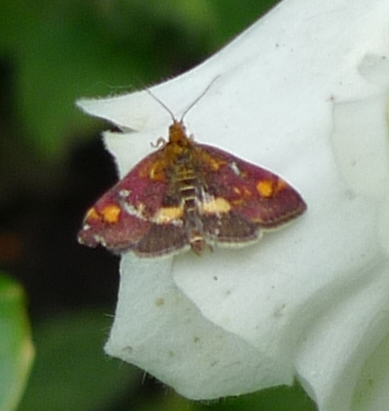 mint moth