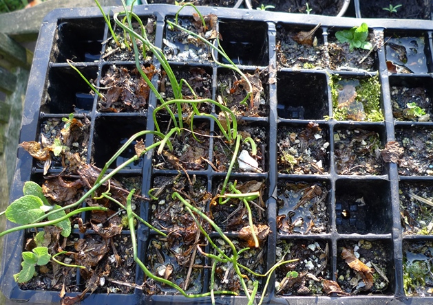 muscari seedlings