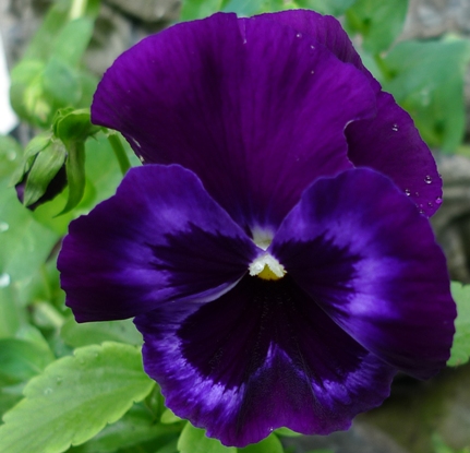 neon violet pansy