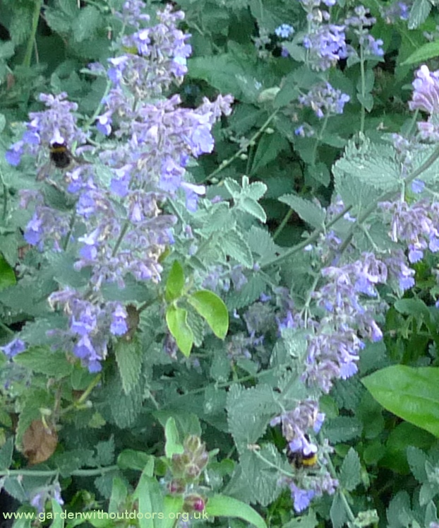 nepeta with bees