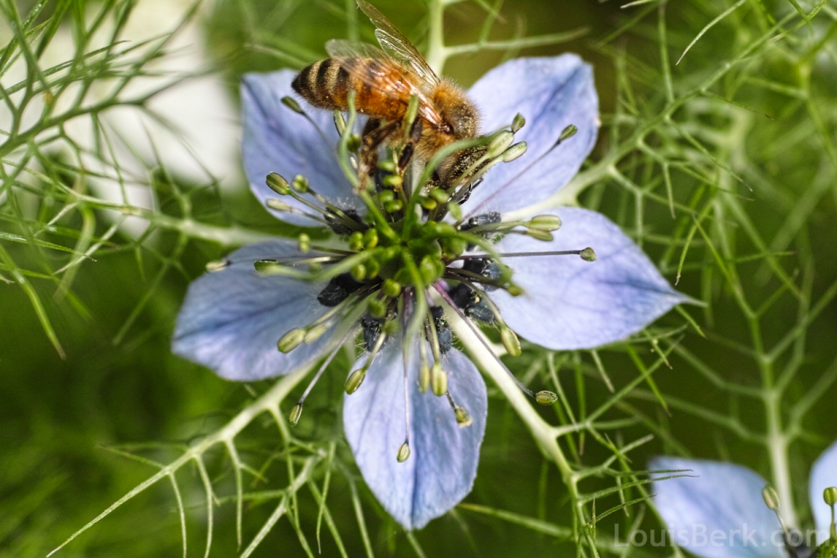 blue nigella flower with bee