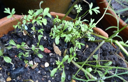 nigella seedlings