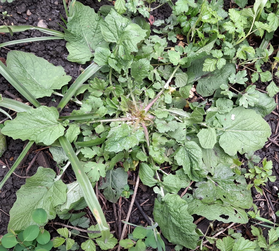 nipplewort rosette Lapsana communis