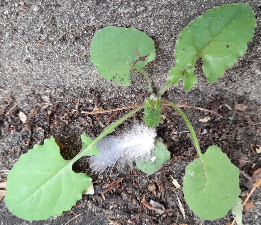 nipplewort seedling