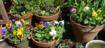 pansy tea party and tasty pansy
