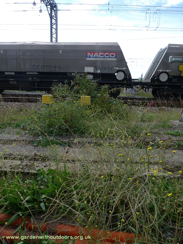plants along the railway line