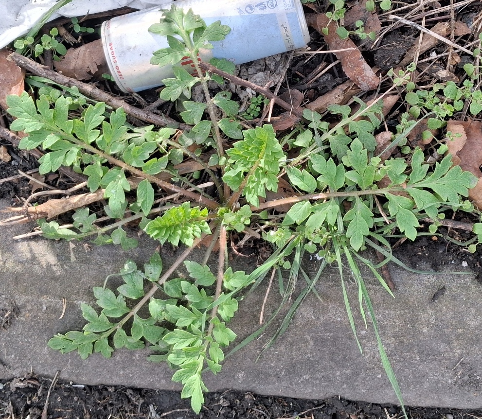 papaver dubium long-headed poppy