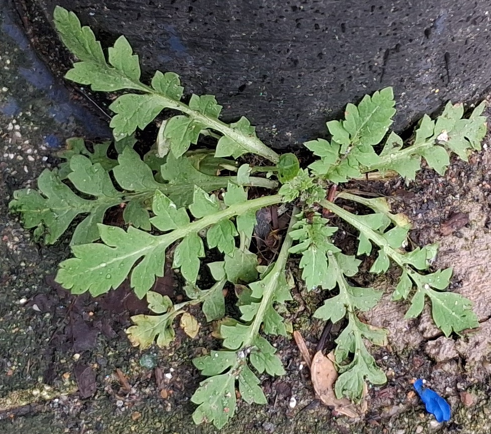 papaver dubium long-headed poppy