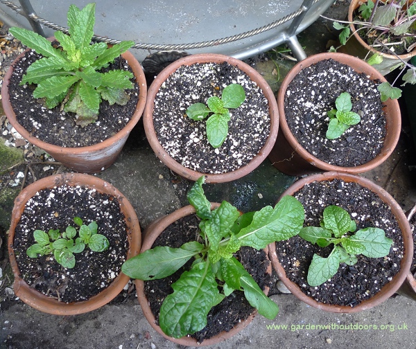 verbascum small plants
