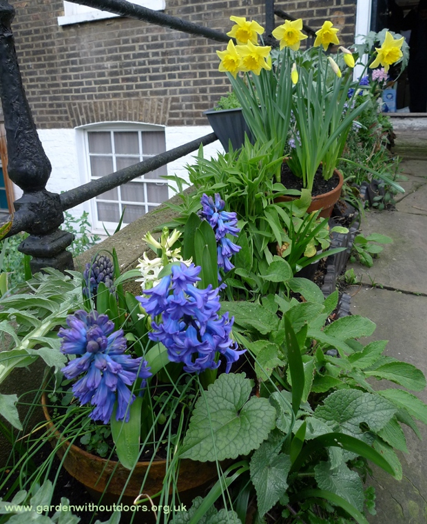 daffodils, hyacinths 