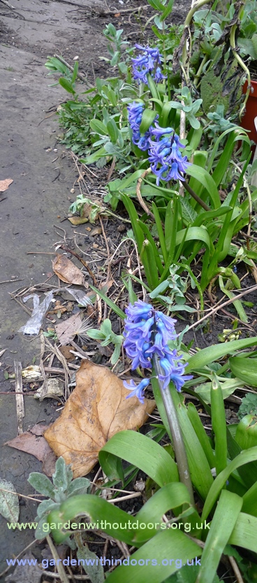 previously forced hyacinths blooming in the garden