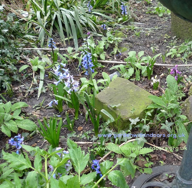 previously forced hyacinths blooming in the garde