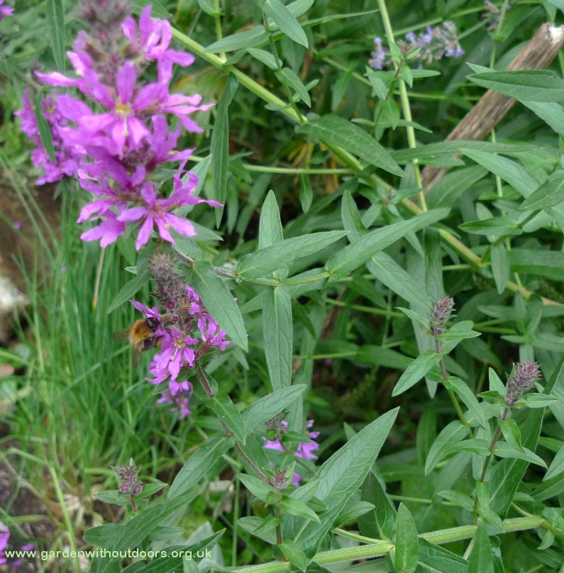purple loosestrife with bee