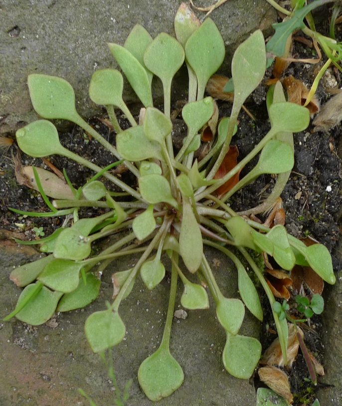 winter purslane claytonia perfoliata rosette
