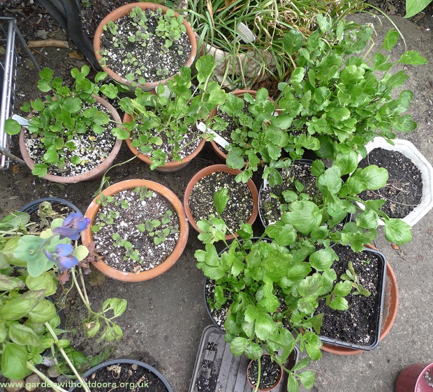 ranunculus small plants