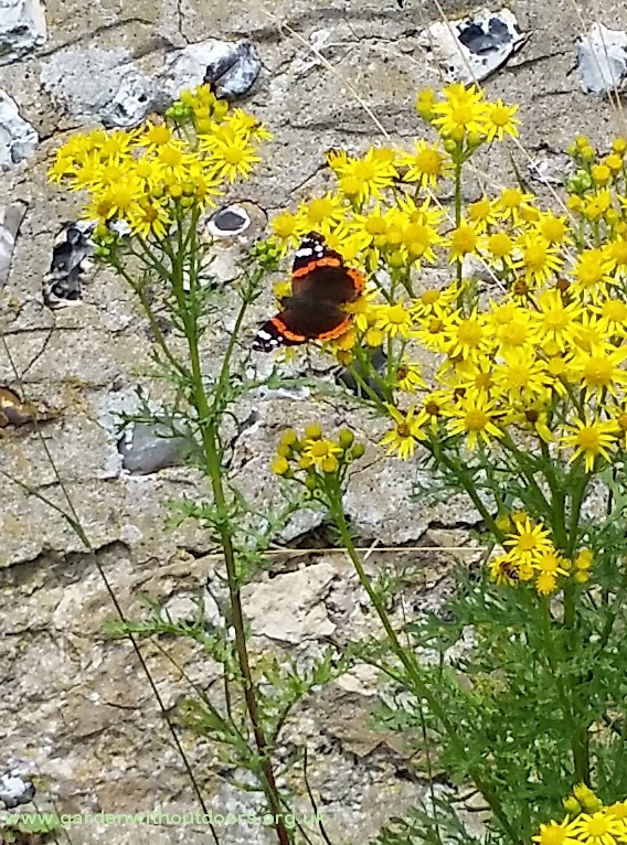 red admiral butterfly on ragwort Binsted West Sussex
