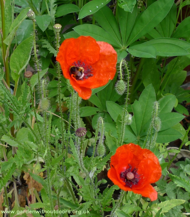 field red corn poppy with bee