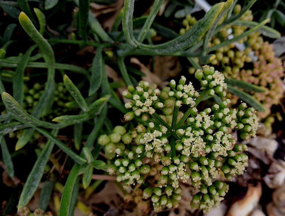 rock samphire