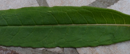 rosebay willowherb leaf