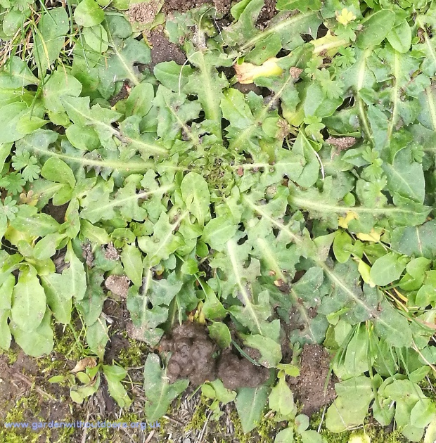 unknown weed rosette