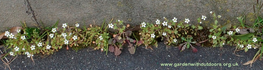 rue-leaved saxifrage
