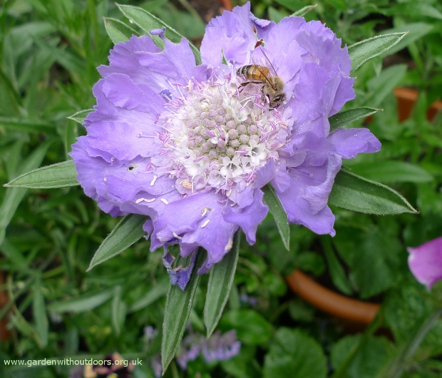 scabiosa Perfection Blue with bee