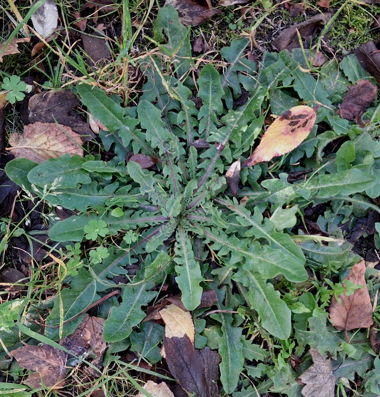 shepherds purse