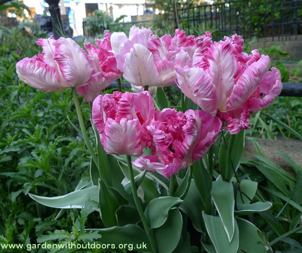 silver parrot tulips