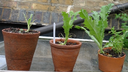slug-damaged poppies