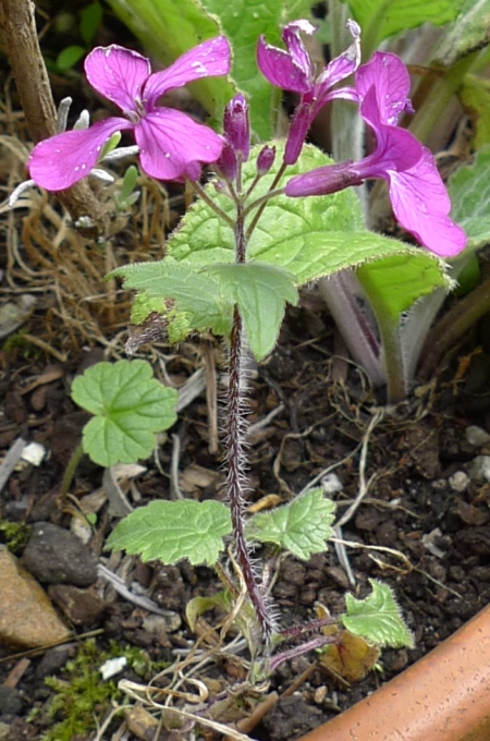 honesty plant with flower