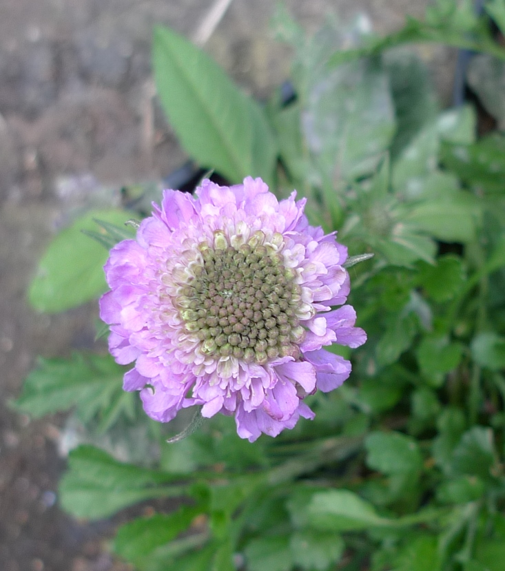 small scabious