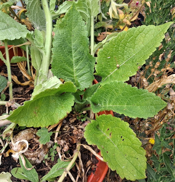 small teasel Dipsacus pilosus