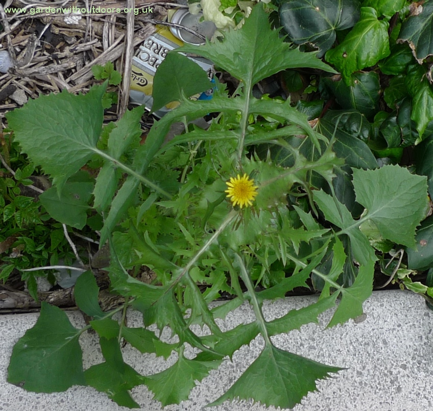 smooth sow thistle