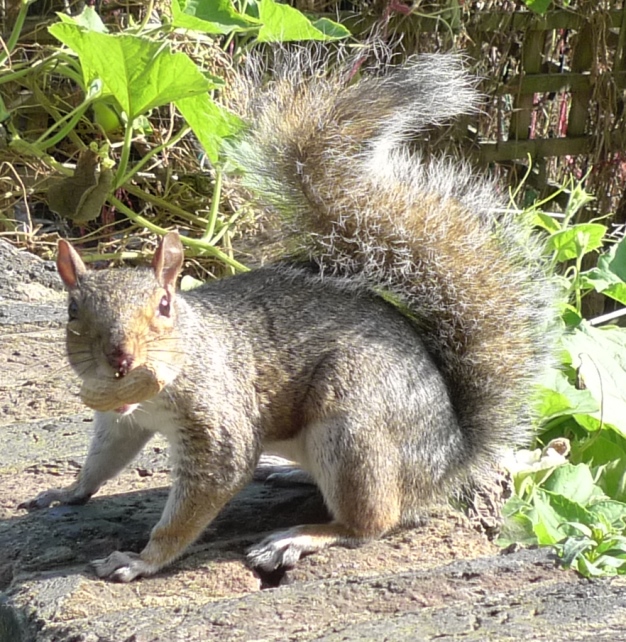 squirrel with peanut