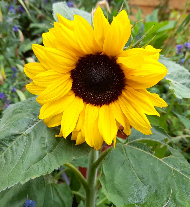 little dorrit sunflower