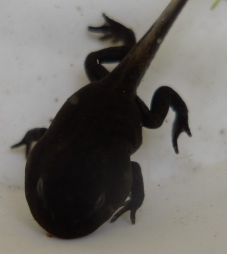 tadpole with front legs