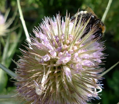 teasel with 