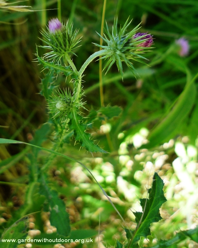 thistle buds