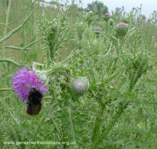 thistle with bee