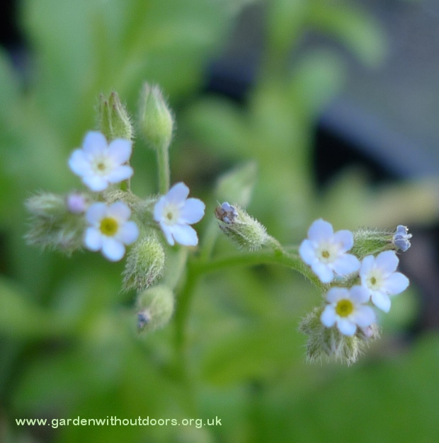 tiny forget-me-not flowers