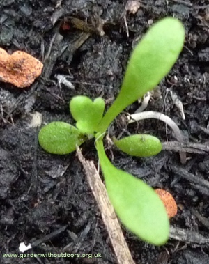 tiny ox-eye daisy seedling