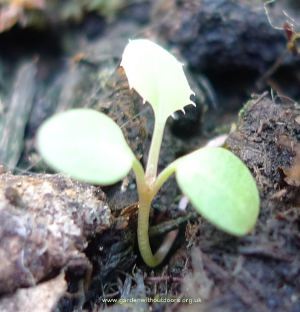 tiny seedling