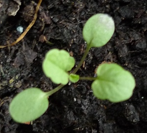 viola tiny seedling