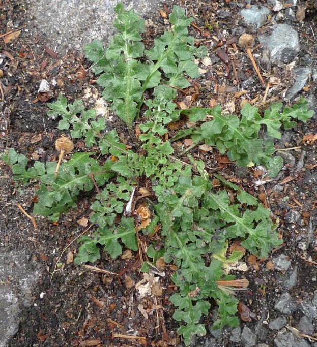 weed rosette