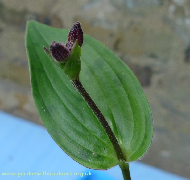 toad lily buds