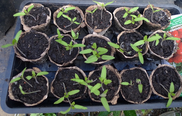 thinned tomato seedlings