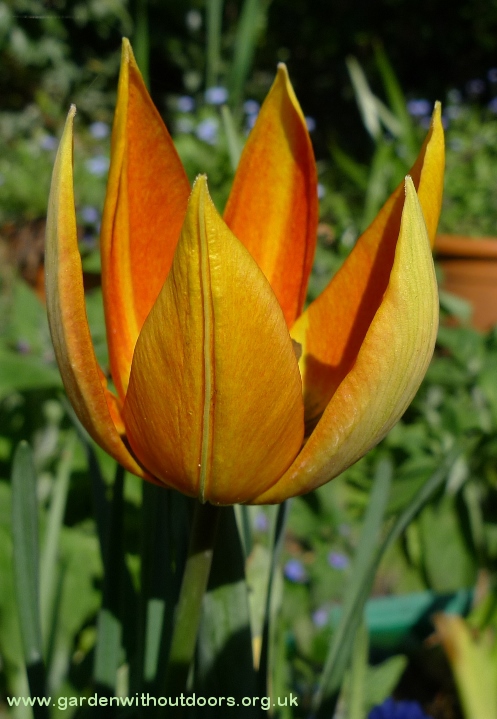 tulip whittallii