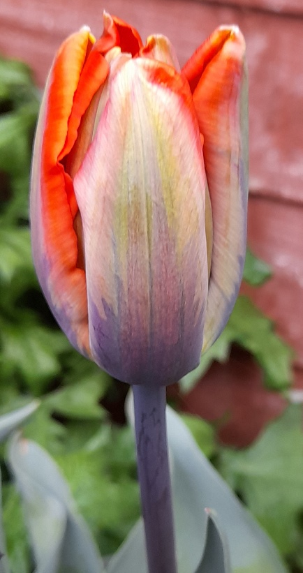 Hermitage tulip