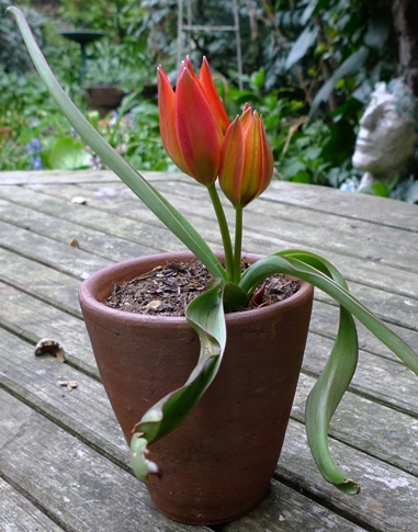 tulip little princess