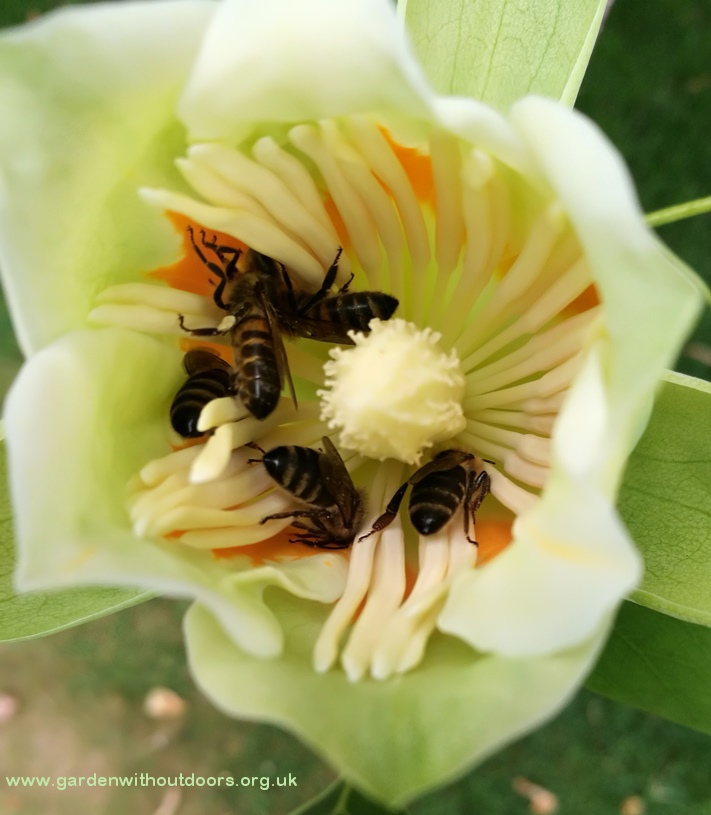 tulip tree flower with bees